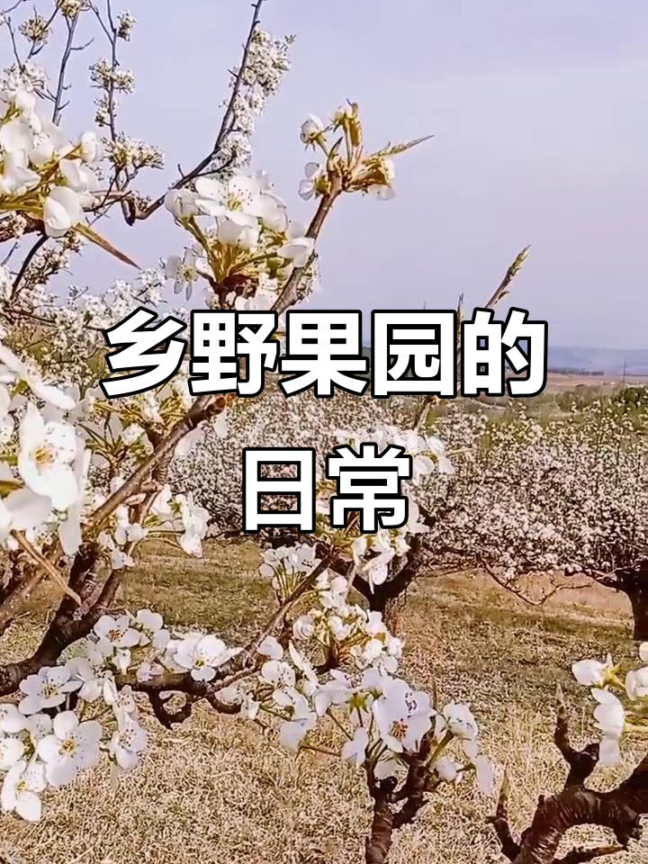 小山村果园的乡村生活,原生态的自然体验