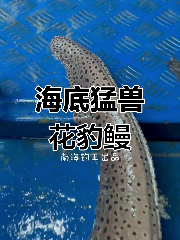 深海花豹鳗鱼,罕见海底霸主