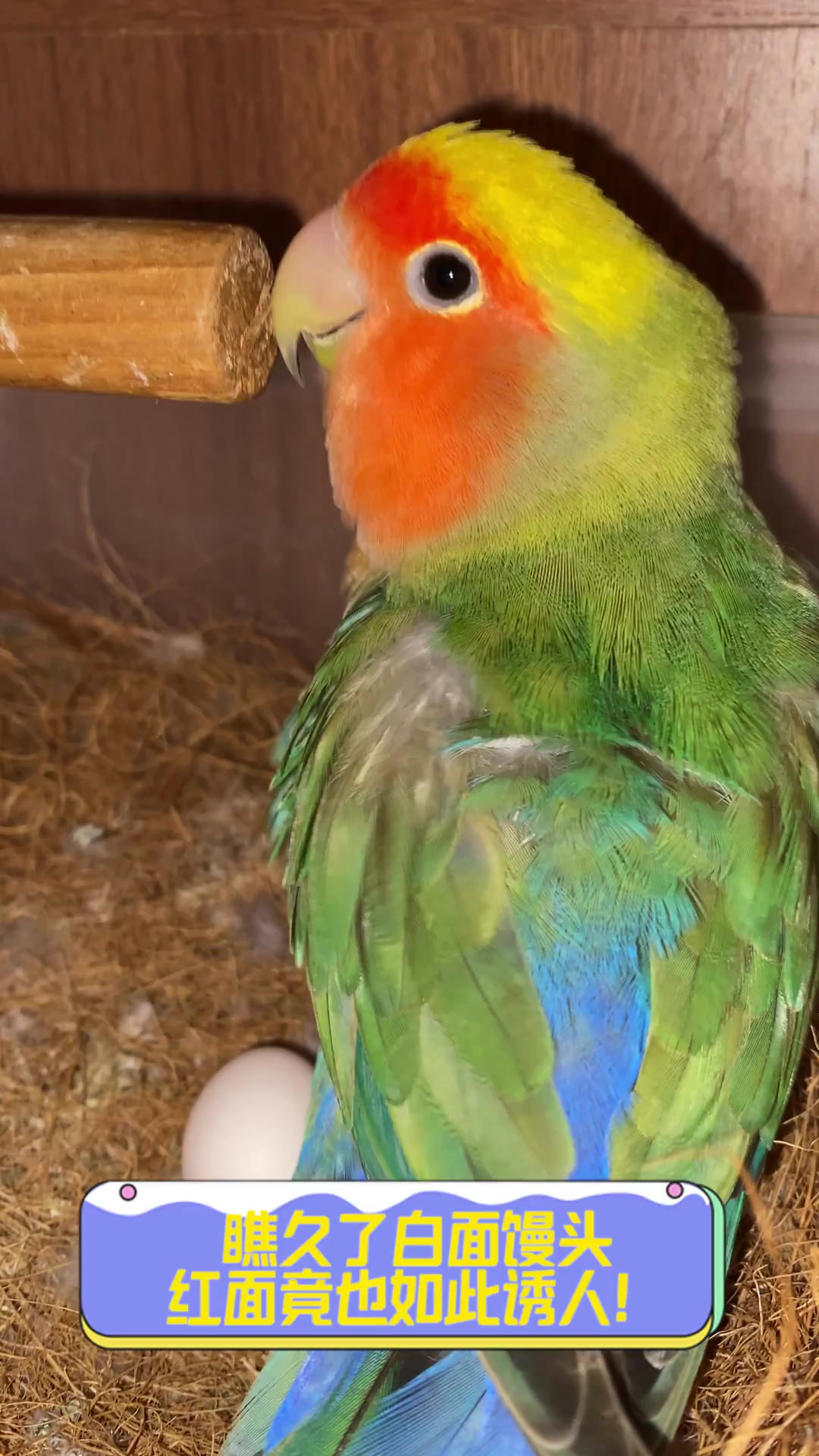 瞧久了白面馒头,红面竟也如此诱人!