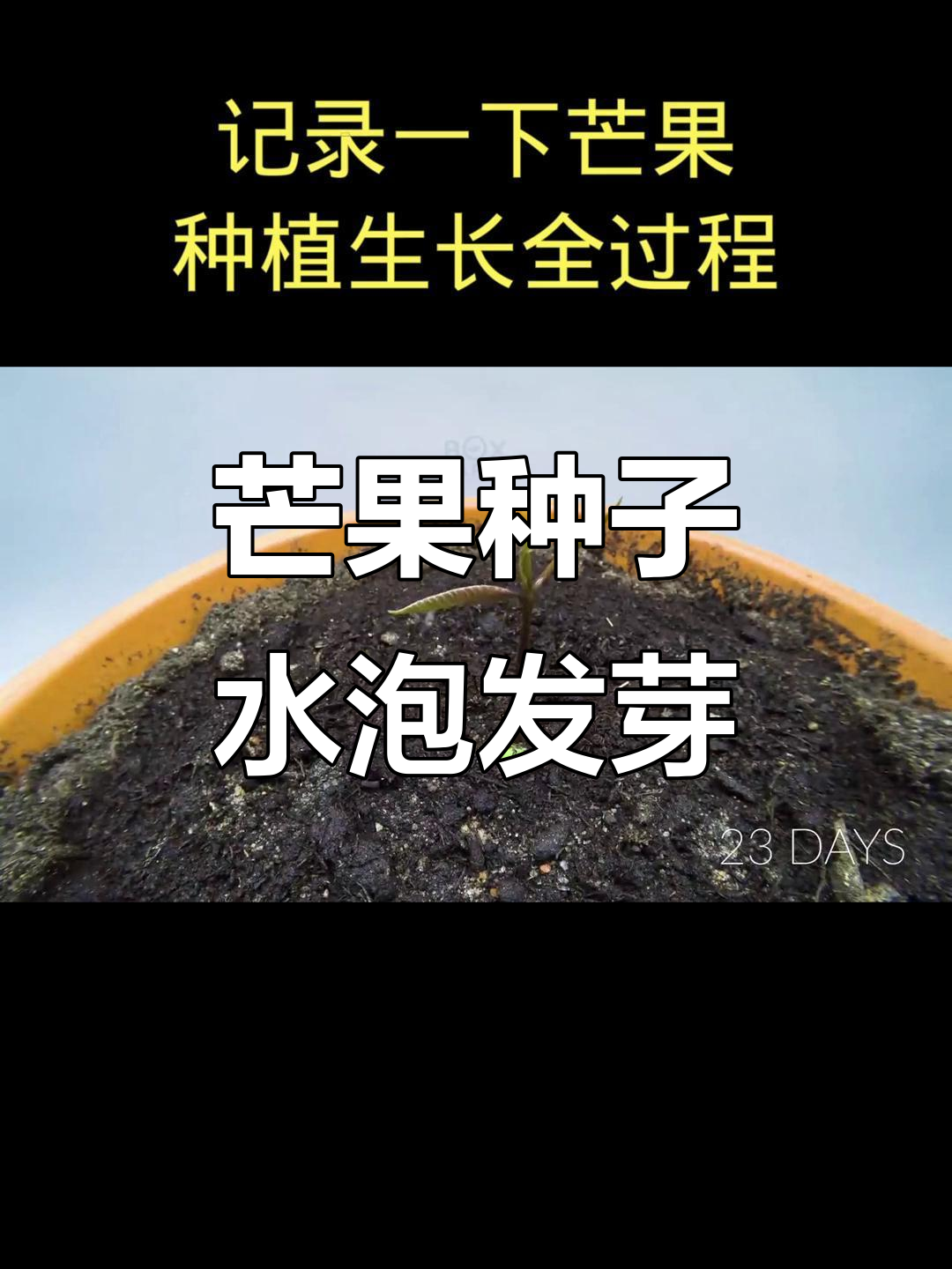 芒果种子泡水发芽后,轻松种在土里成长