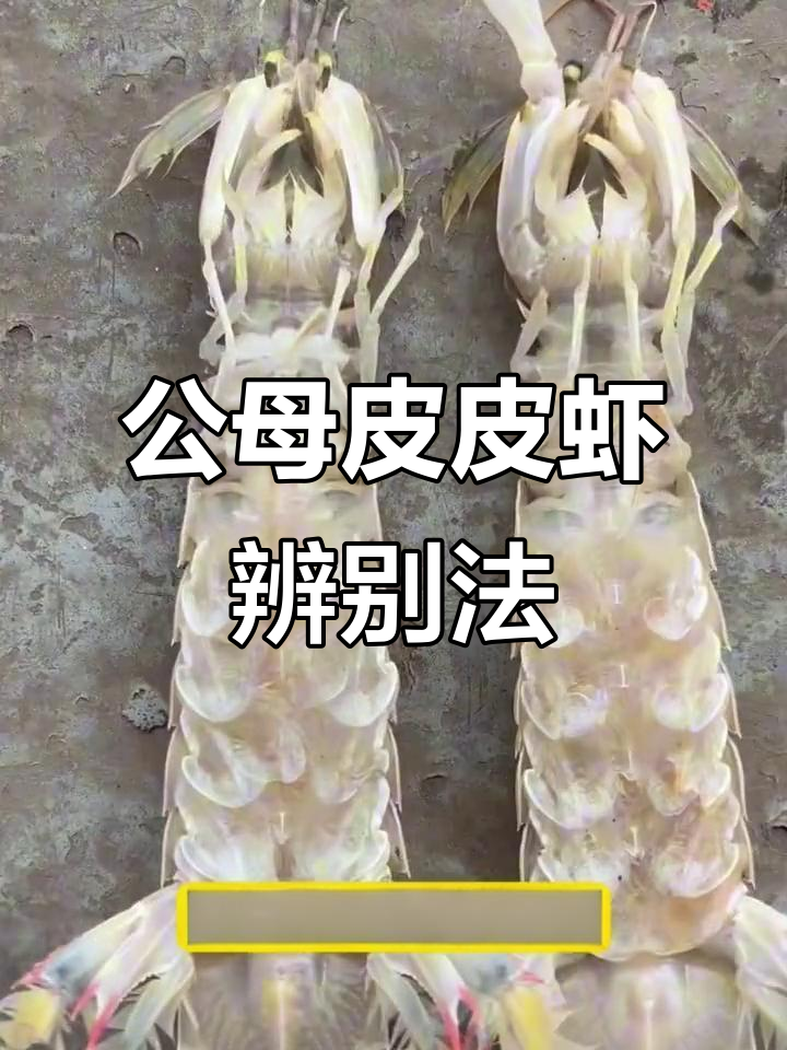 皮皮虾公母分辨技巧，教你如何挑选带膏的优质货