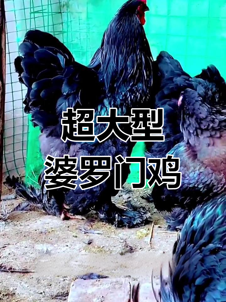 婆罗门鸡:40度高温下的巨型生物