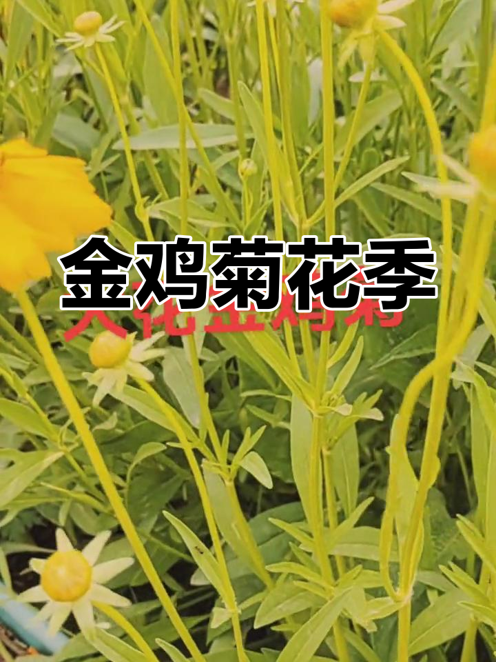 夏季金鸡菊盛开,吸引众多昆虫采蜜,花海美景令人陶醉