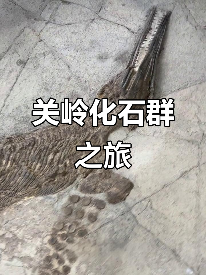 探秘贵州关岭化石群：两亿年前鱼龙与海百合的海洋世界