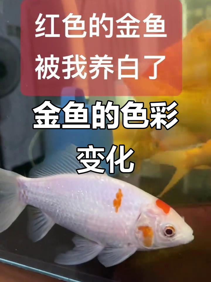 从红金鱼到白里透红的幸运鱼,成长的故事