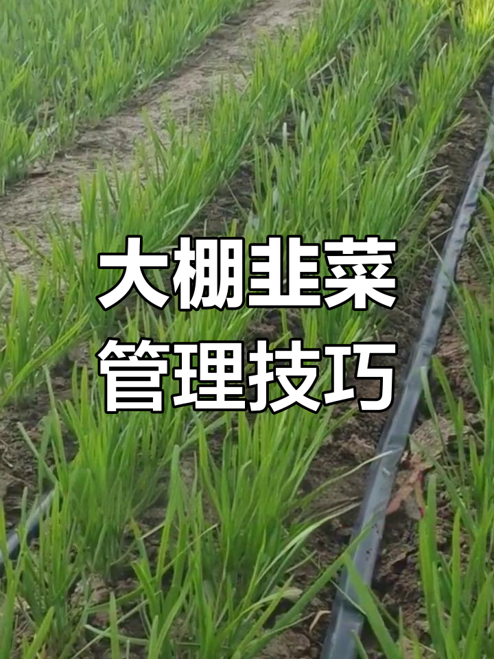 冬季大棚韭菜种植全攻略