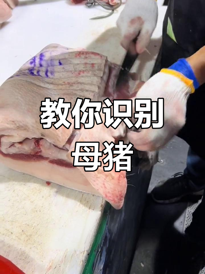 如何识别老母猪肉?