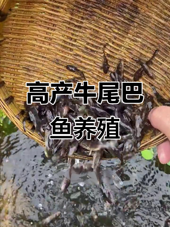 牛尾巴鱼:高密度养殖,快速增重,美味火锅佳选