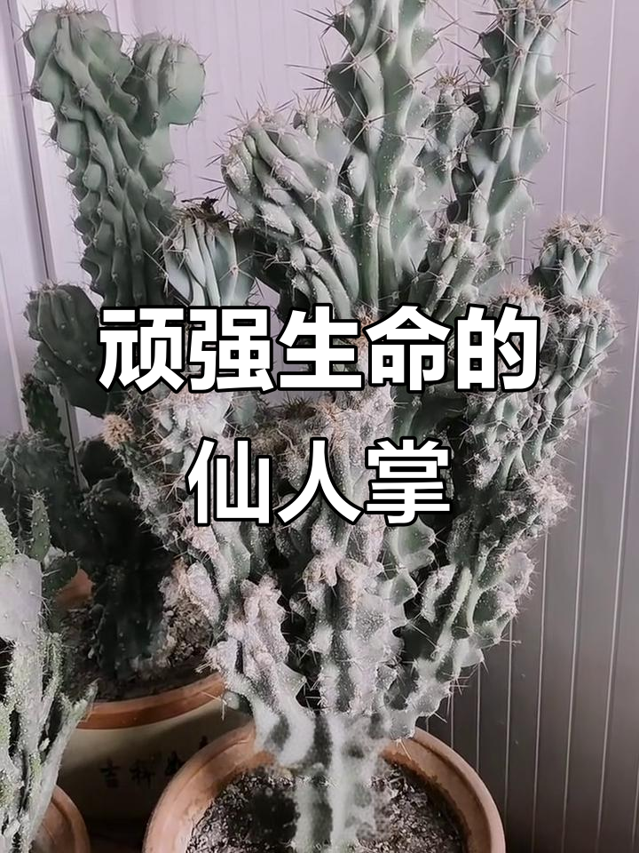 虎头罗汉与白檀仙人掌:生命力顽强的奇特植物