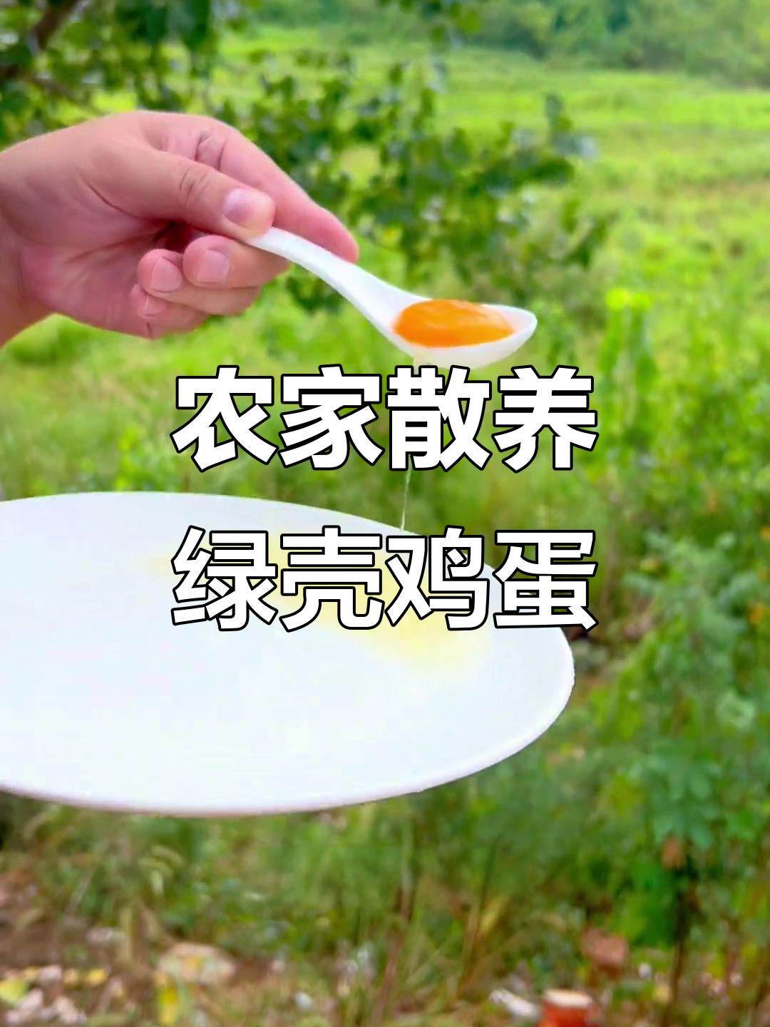 农家乌鸡绿壳蛋,宝宝辅食新选择!