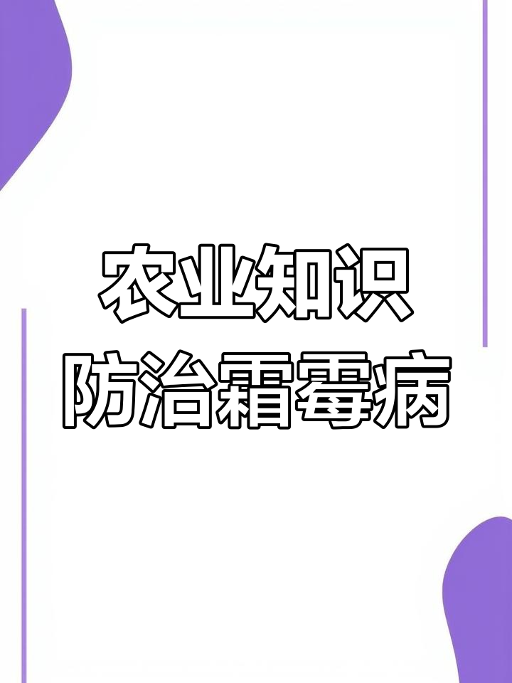 霜霉病防治技巧,助力农民增产增收