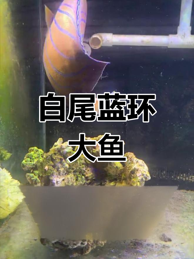 史上最大白尾蓝环,40+超大超肥
