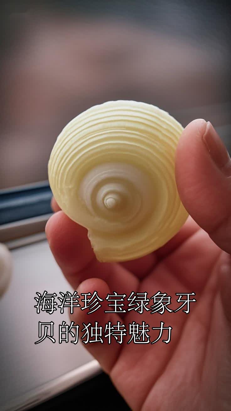 海洋珍宝绿象牙贝的独特魅力