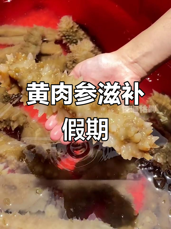 国庆假期补身，西沙黄肉参让你活力满满