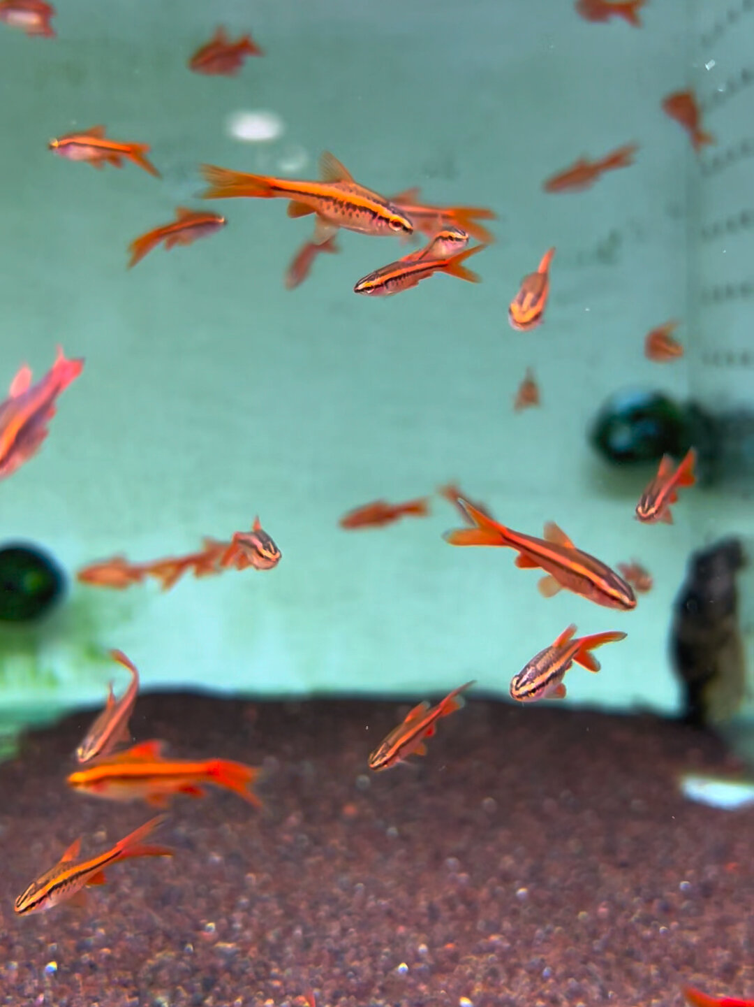 红色系美丽又精致,实拍长尾樱桃灯鱼