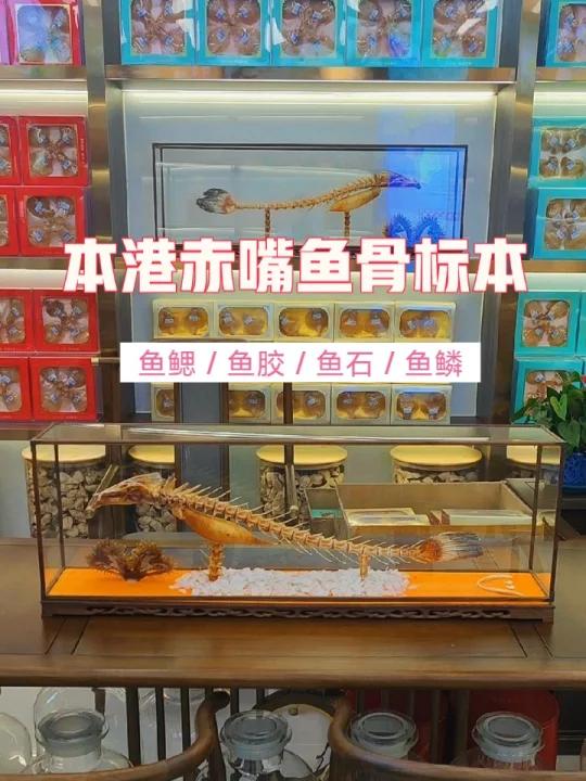 本港赤嘴鳘鱼骨标本