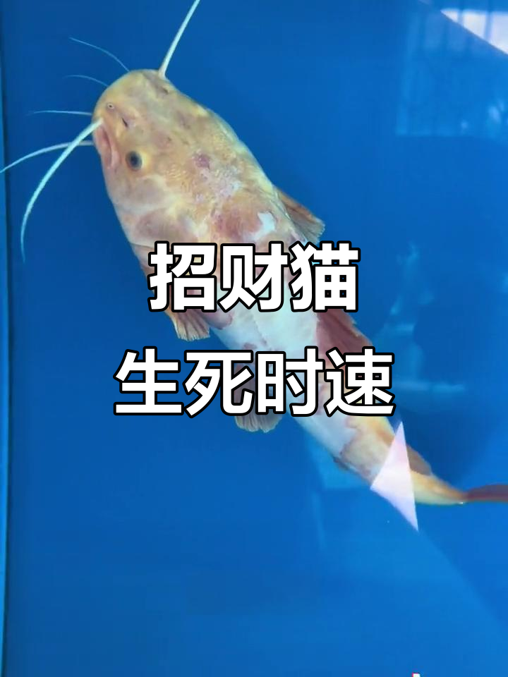 黄金招财猫命悬一线,三天努力终于好转