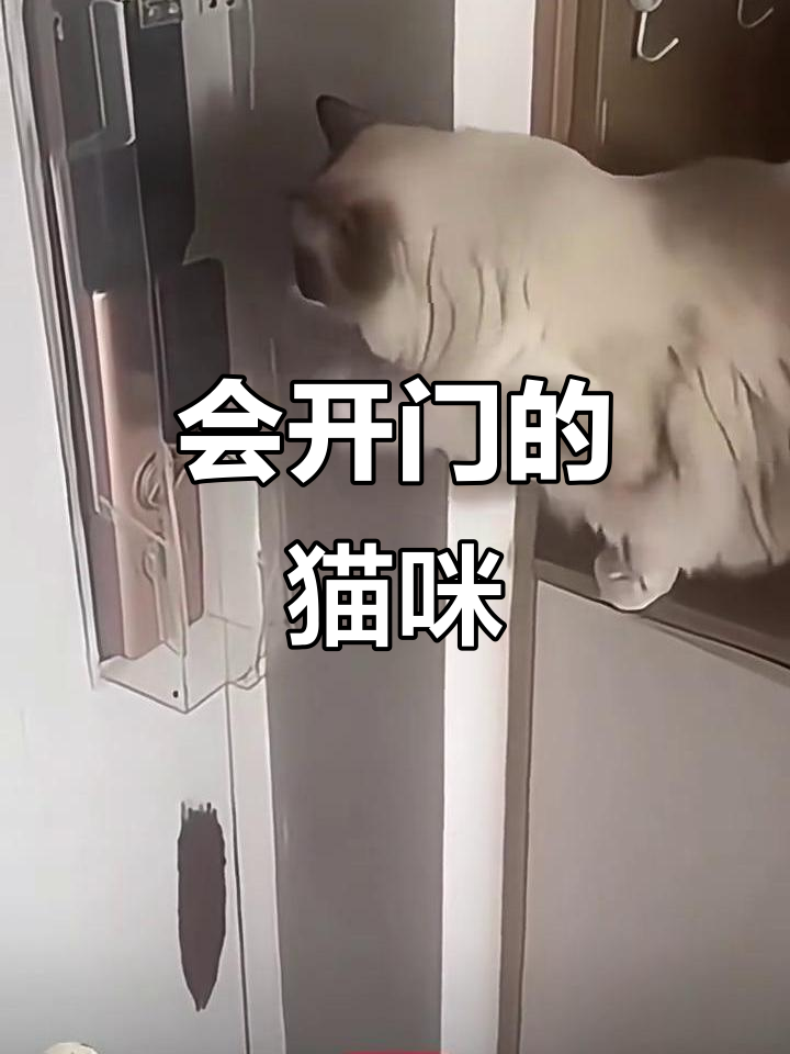 猫竟然能开锁,看它如何破解门禁