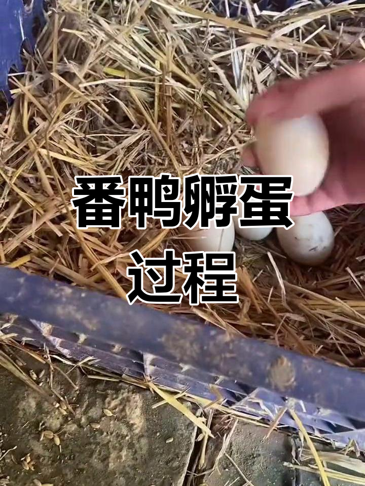 番鸭抱窝孵化小鸭子,蛋壳破裂引关注