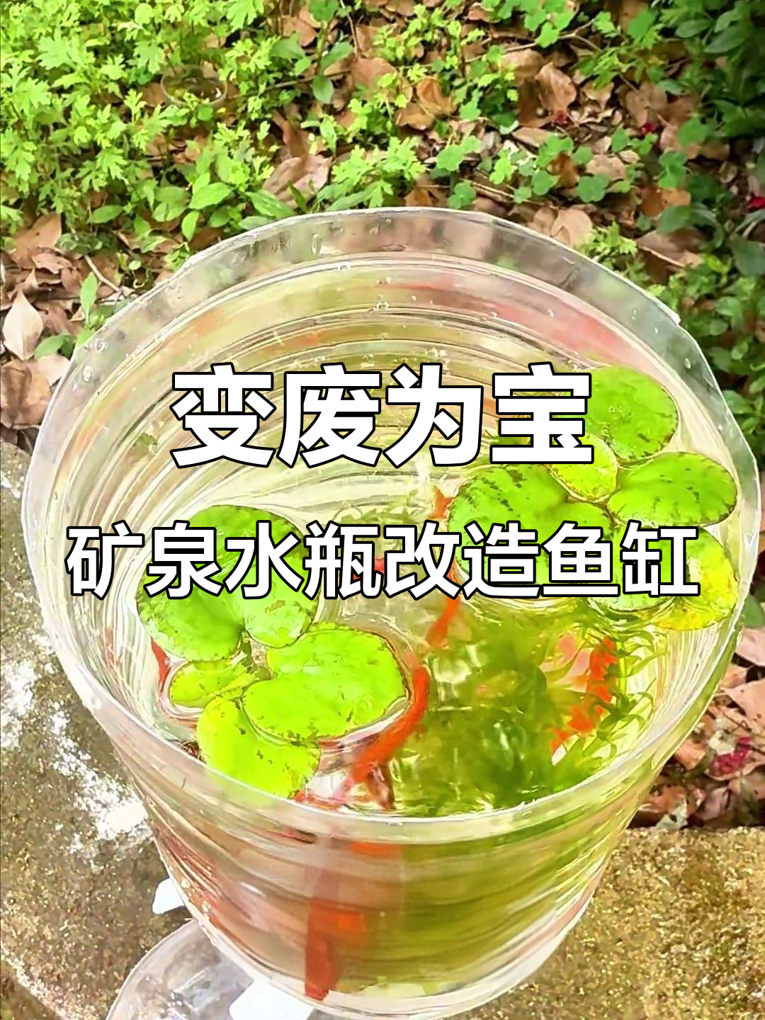 废弃矿泉水桶变身生态鱼缸,一键换水超方便