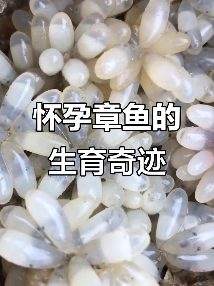 章鱼妈妈生下超多小宝宝,竟然是这样的!