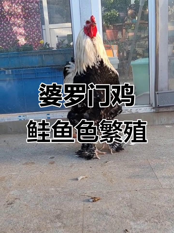 婆罗门鸡的鲑鱼色挑战:今年能否成功繁育更多?