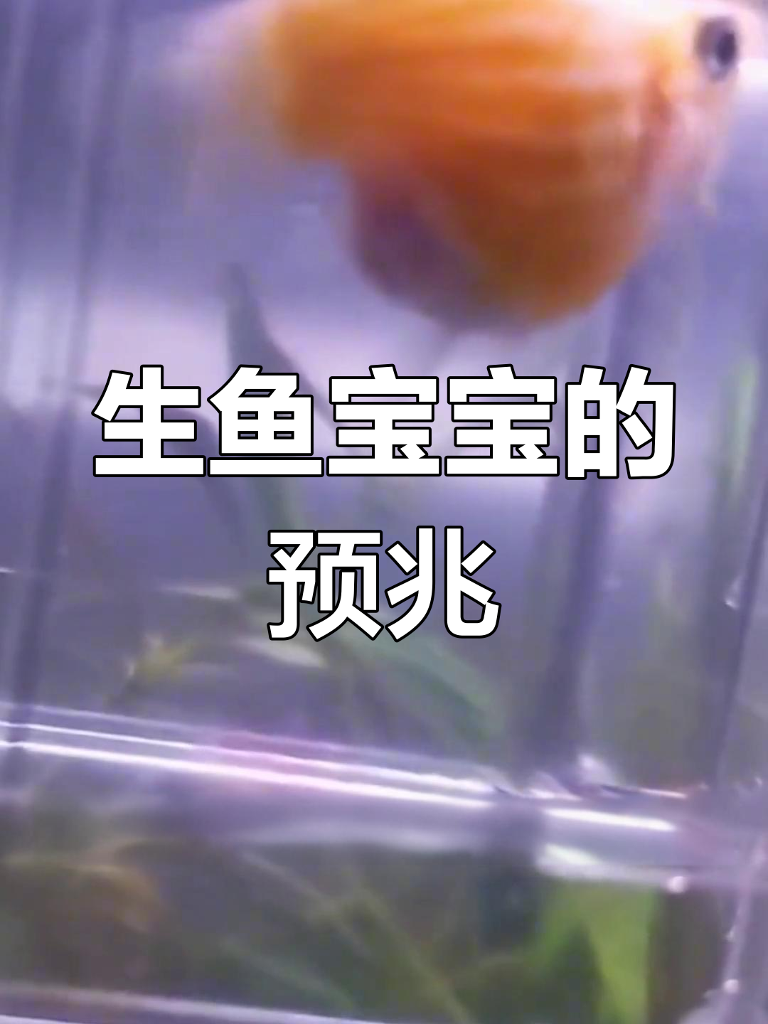 玛丽球生宝宝前有征兆,快来了解!