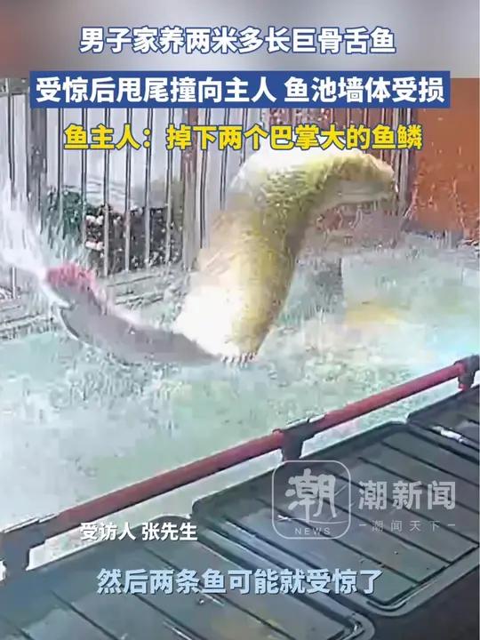 男子家养两米多长巨骨舌鱼,受惊后甩尾撞向主人,墙壁被撞坏,掉下两片巴掌大的鱼鳞