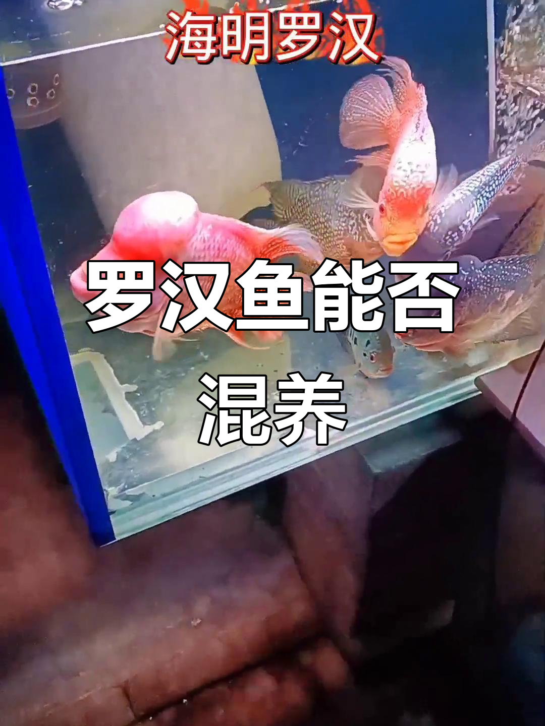 罗汉鱼混养能起头？从小一起长大的珍珠系与金花系实测