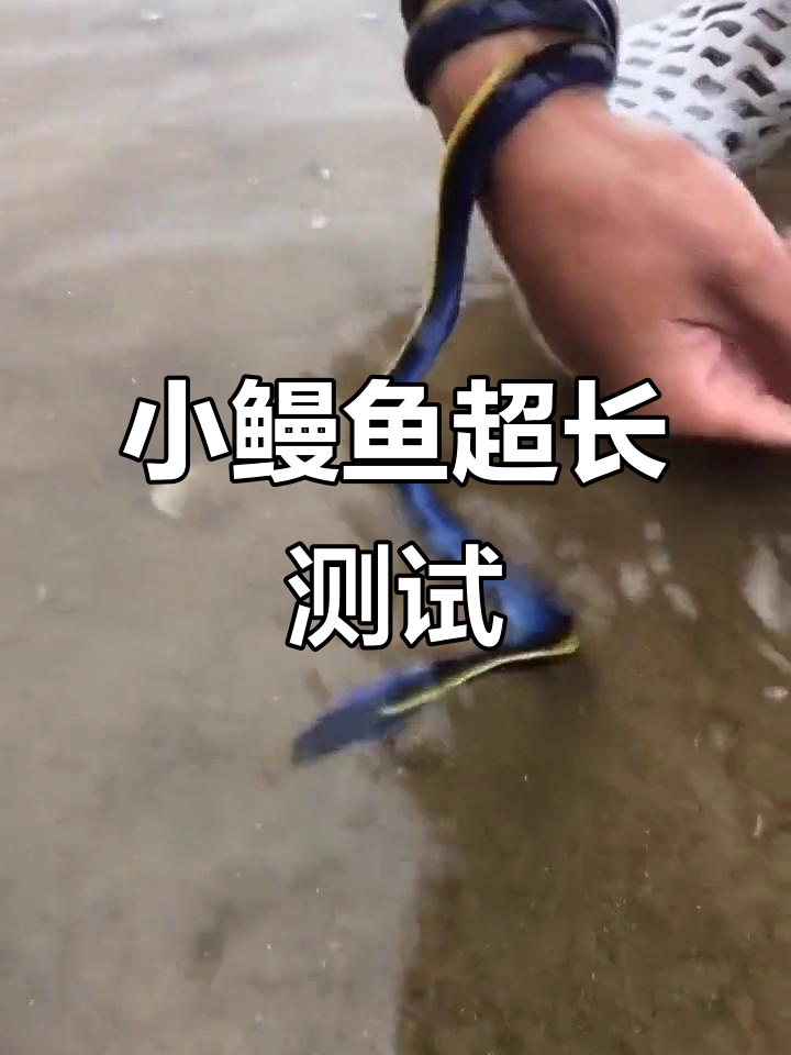 七星小鳗鱼长度惊人，能绕手腕五六圈！
