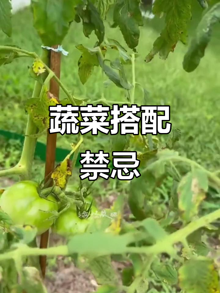 蔬菜种植有禁忌,这些组合千万不能放一起!
