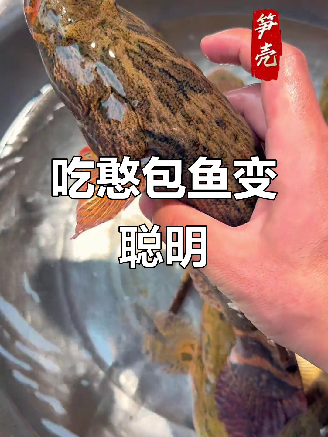 吃了这种憨包鱼，你会变得更聪明！贵州特产笋壳鱼的秘密
