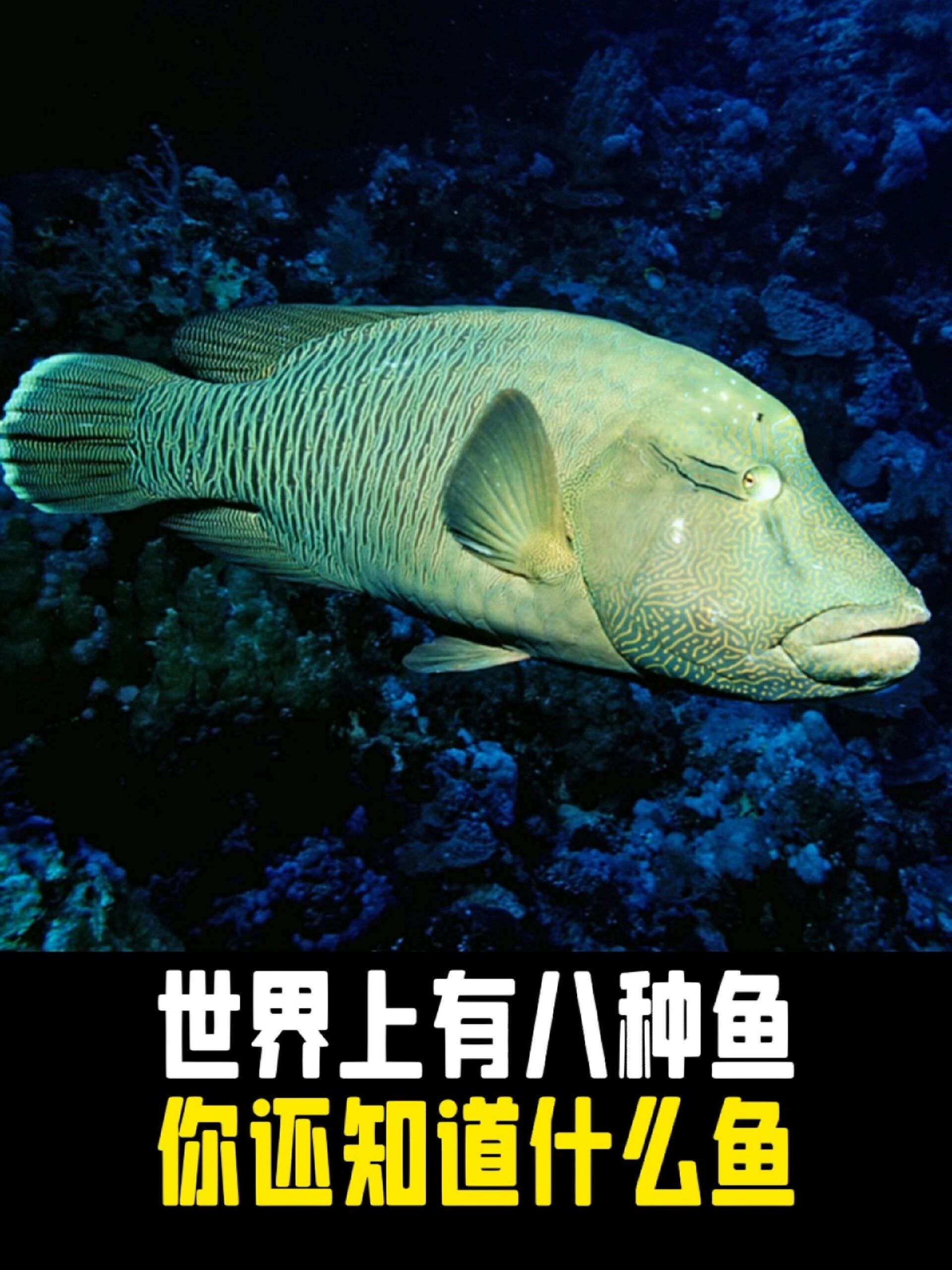 世界上有八种鱼你还知道什么鱼