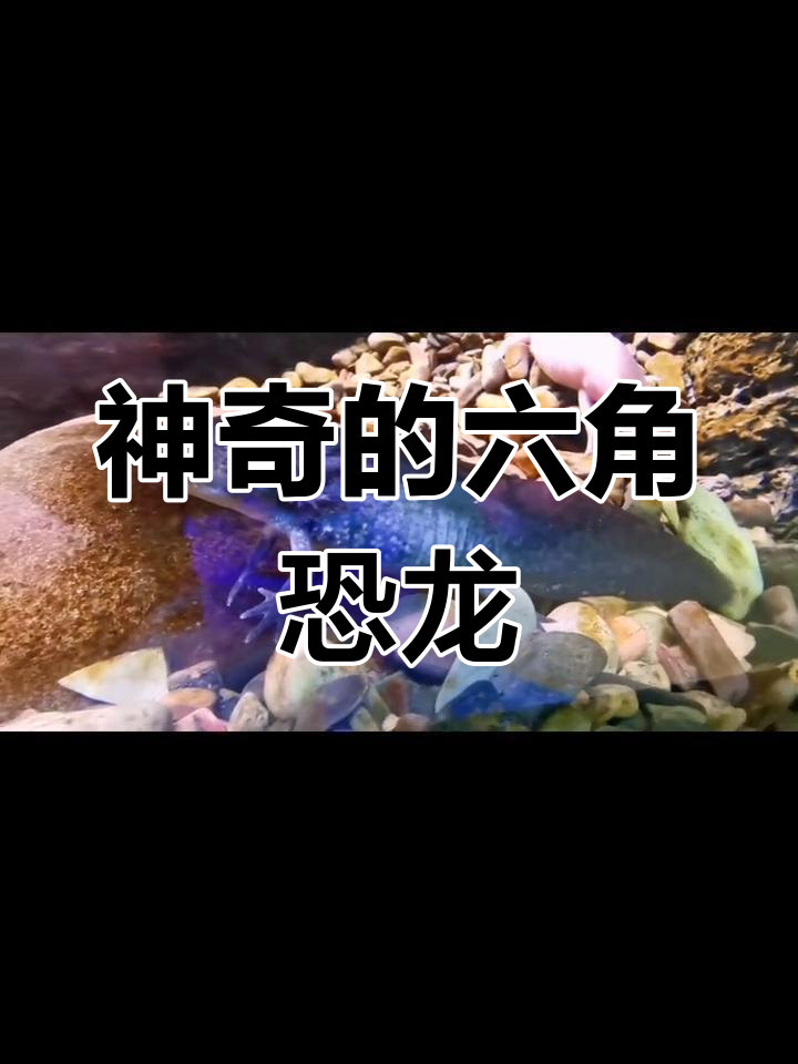 六角龙鱼:古老的两栖生物揭秘