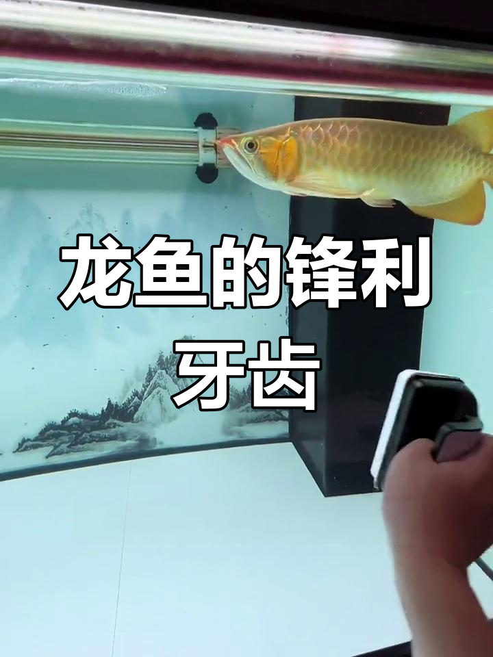 龙鱼牙齿锋利,操作时要小心,避免激怒它造成意外伤害
