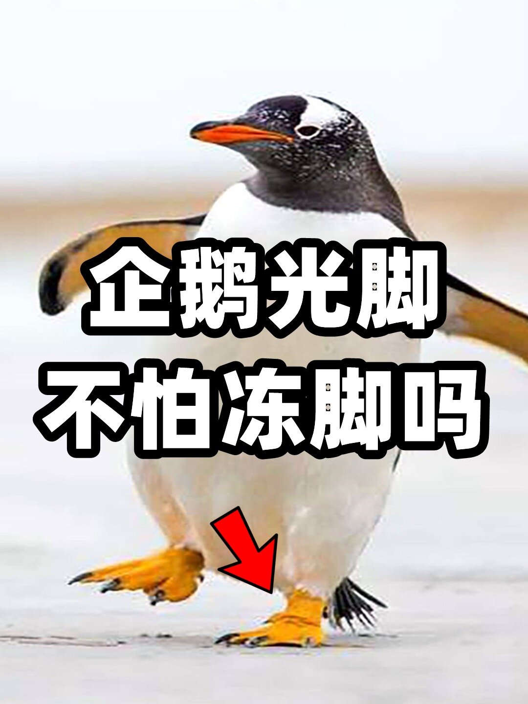 为什么企鹅的脚上毛都没有,还依然不怕冻脚