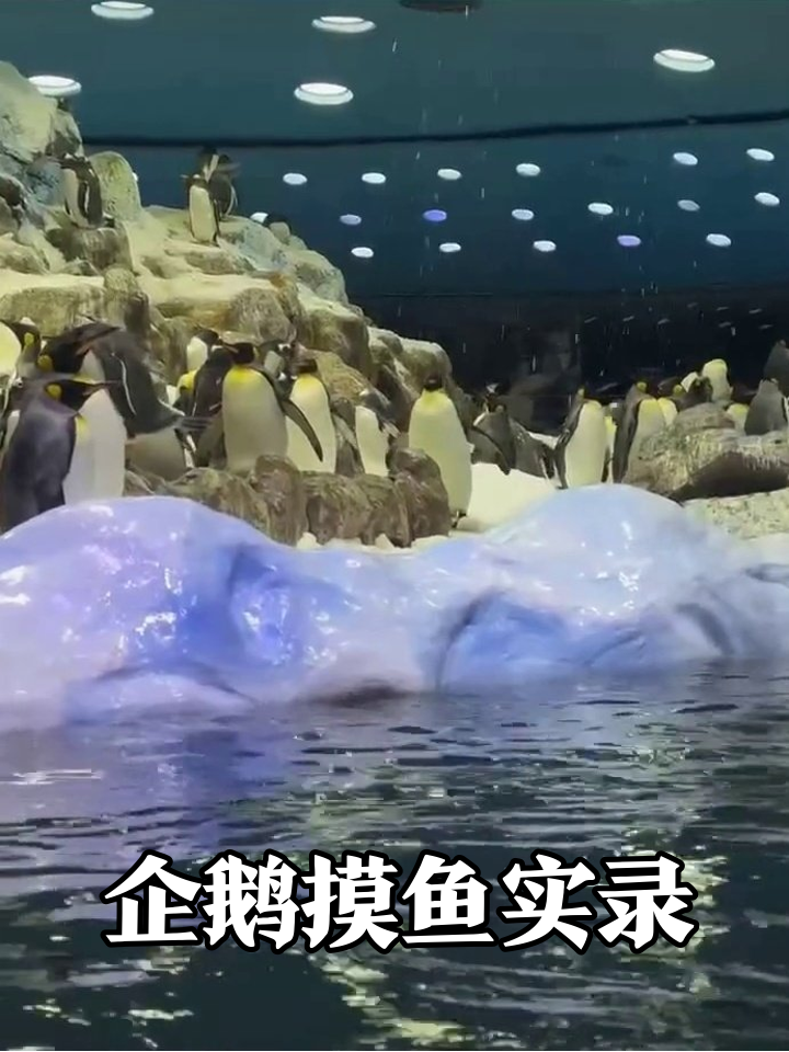 企鹅版职场摸鱼现场:有的划水有的装忙,简直世另我