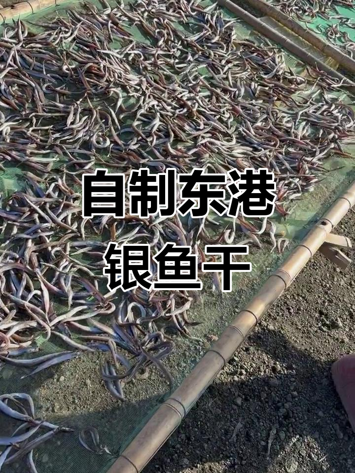 东港银鱼干晾晒技巧,轻松做出美味小鱼干