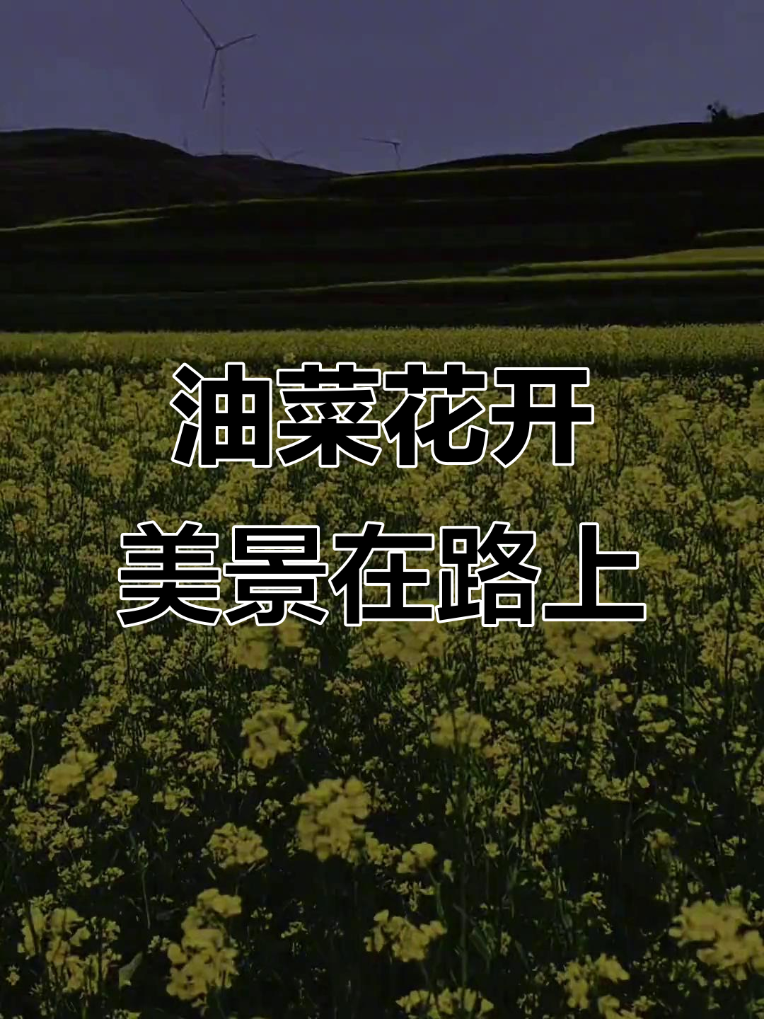 山西右玉与平鲁:油菜花摇曳,人生路上的美丽风景