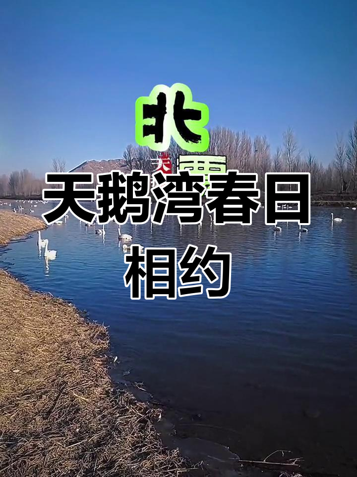 春节后,天鹅湾的美丽重逢,期待秋冬再聚