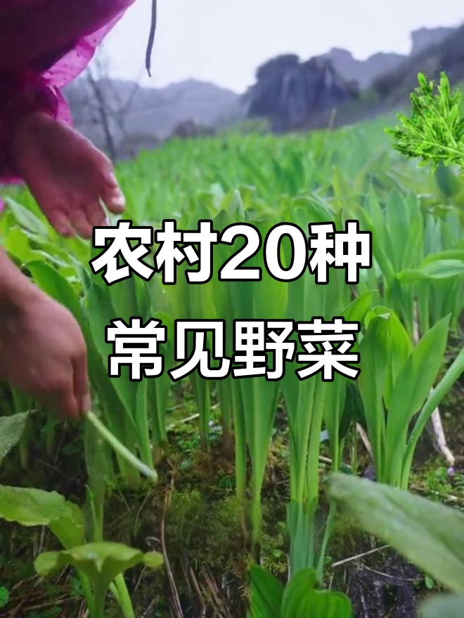 20种常见农村野菜，看看你吃过几种？