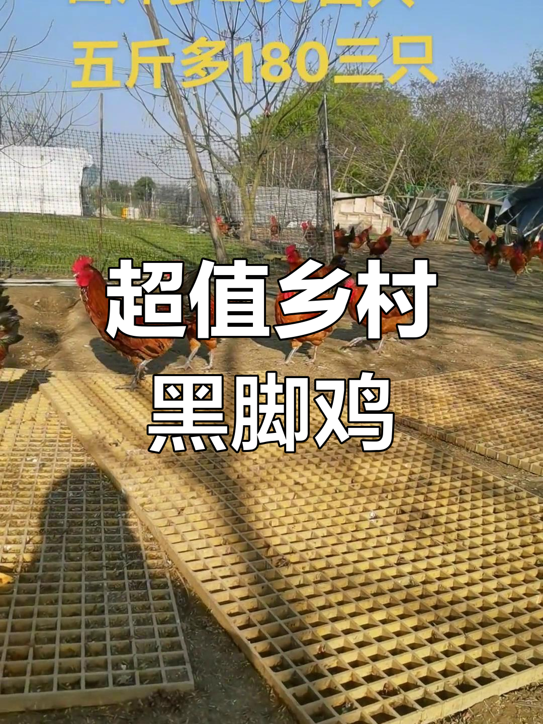 乡村黑脚鸡,四斤重只需200块!公母都有,超值新农人计划
