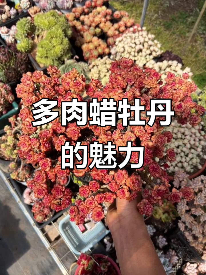 蜡牡丹:爱情与多肉的完美结合
