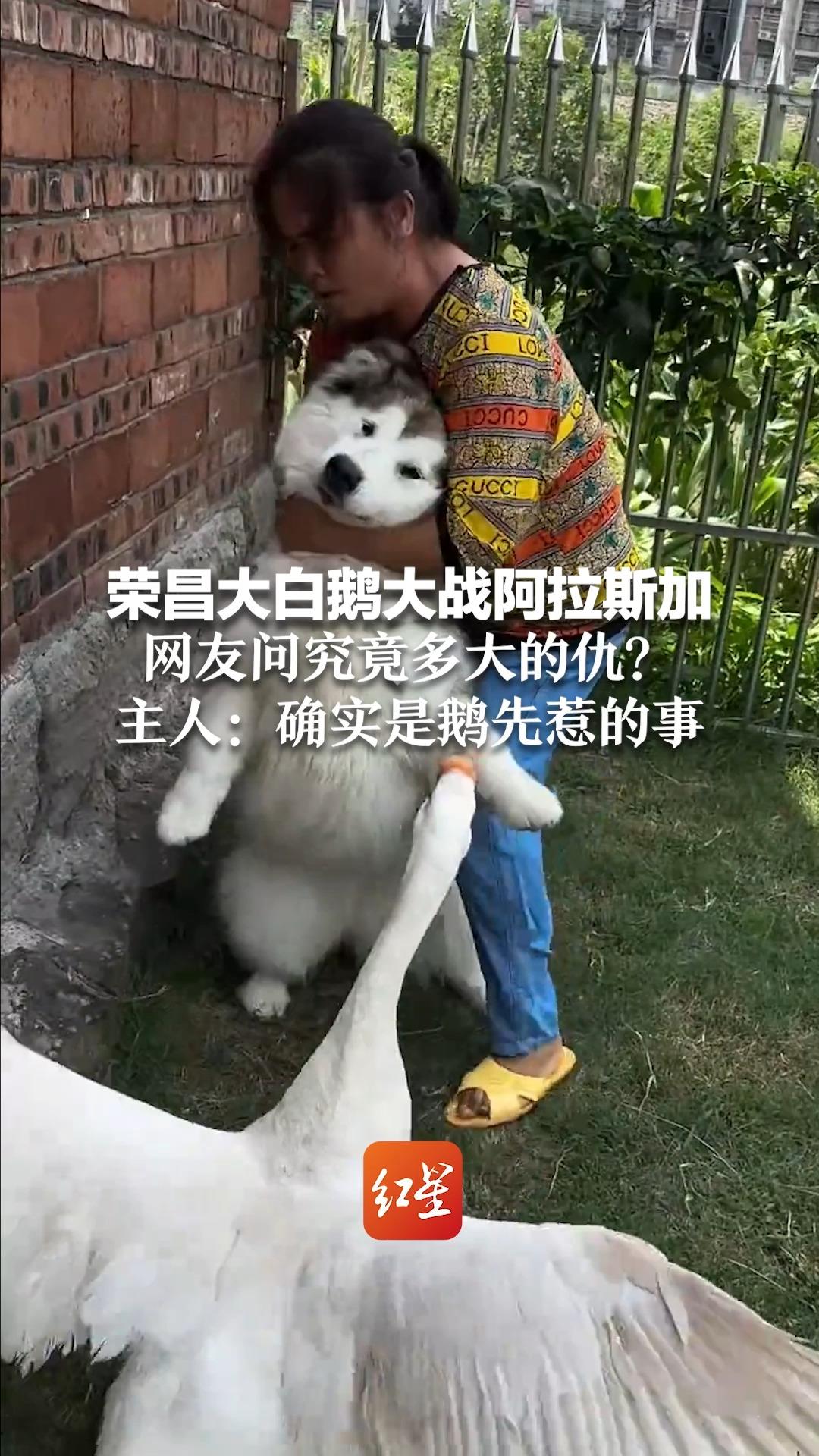 荣昌大白鹅大战阿拉斯加 见面就干架 拉都拉不住 网友问究竟多大的仇?主人:确实是鹅先惹的事