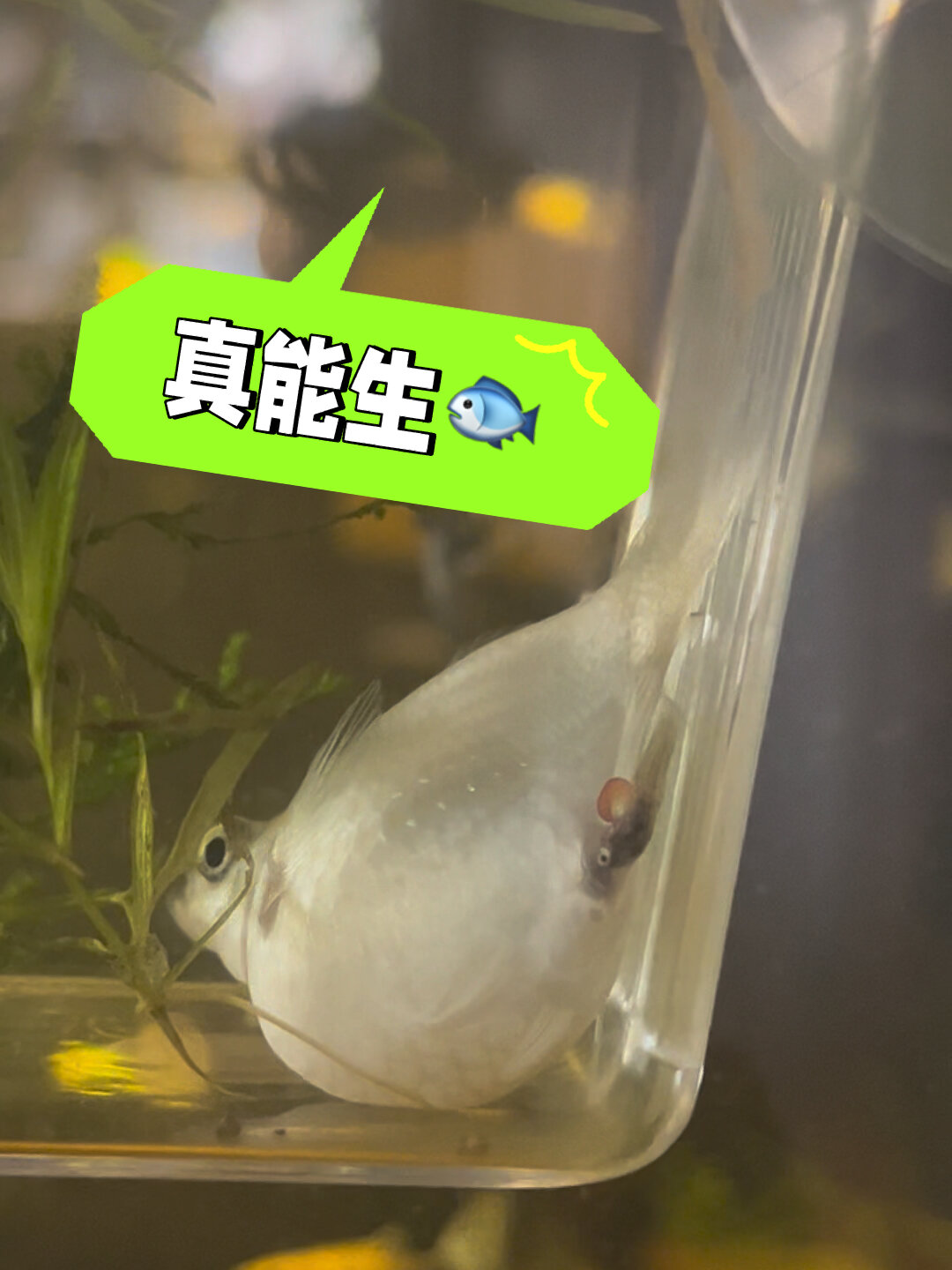 皮球玛丽鱼狂生50条