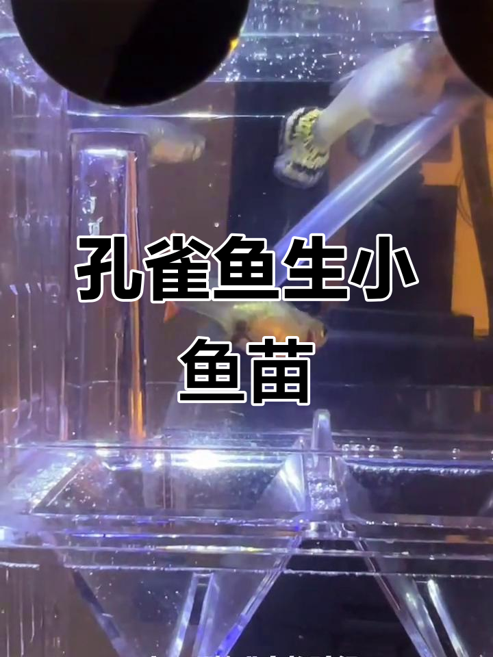 孔雀鱼宝宝出生全过程,一窝几十条太可爱了