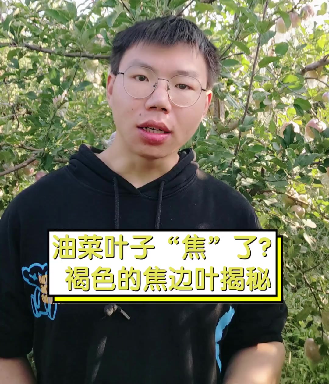 油菜叶子“焦”了?褐色的焦边叶揭秘