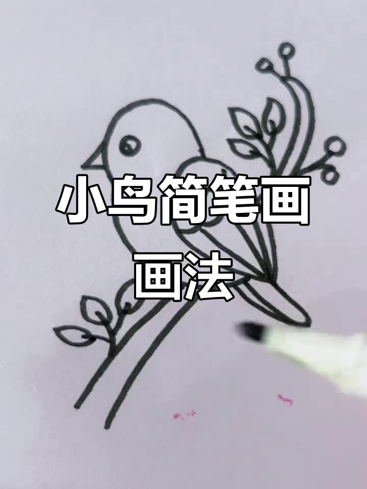 简单又可爱小鸟简笔画,轻松学会