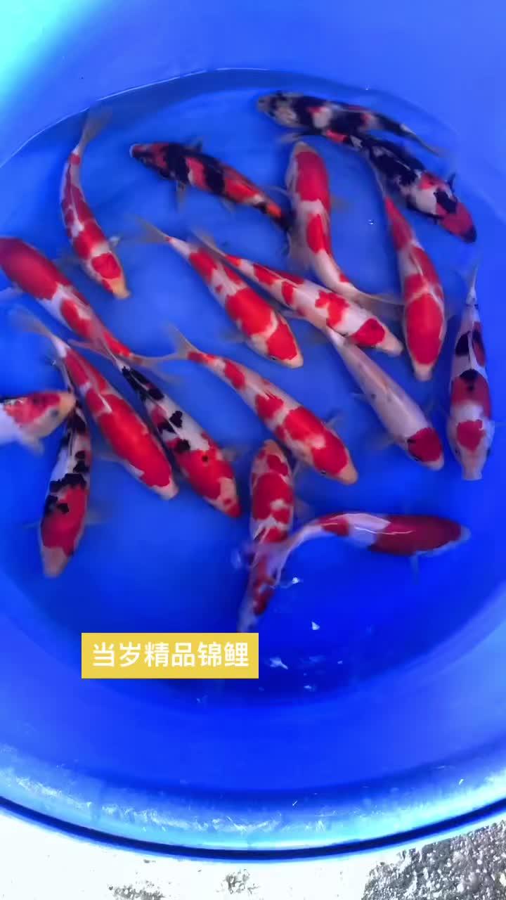 当岁精品锦鲤 精品锦鲤 见锦鲤者发发发 观赏鱼品种大全