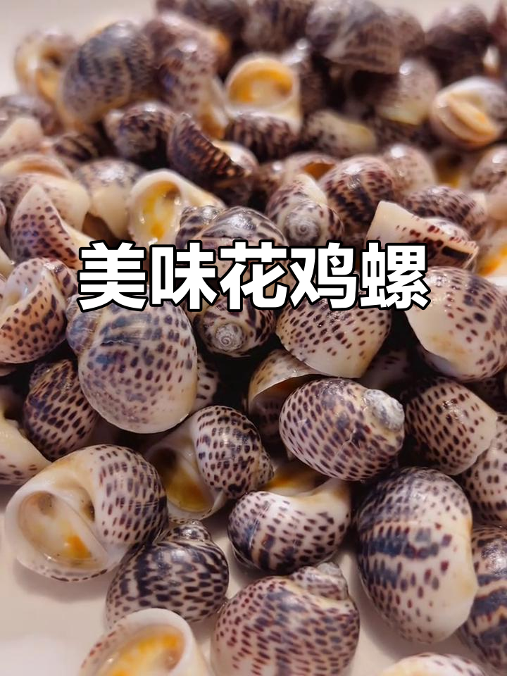 花鸡螺，形似母鸡花纹，口感鲜美，清甜十足！
